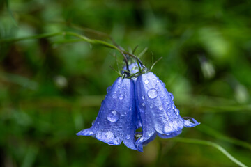 Nahaufnahme einer blauen Glockenblume (Campanula) in der Wildnis, mit Wassertropfen benetzt