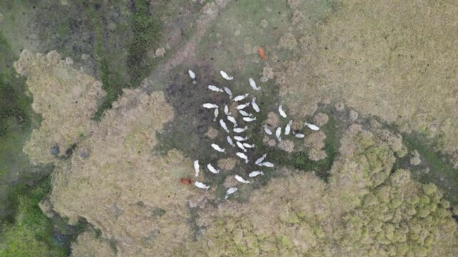 Fazenda Gado Paisagem Aiuruoca Minas Gerais Natureza Rural Pastagem Colinas Agricultura Pecu&aacute;ria Campo Estrada de Terra Serras Vaqueiro Horizonte C&eacute;u Azul Paisagem Buc&oacute;lica Vida Simples Charme R&uacute;stico
