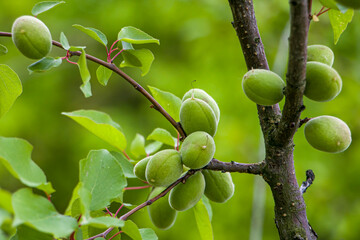 Green apricots on a branch. Unripe fruits of the apricot tree.