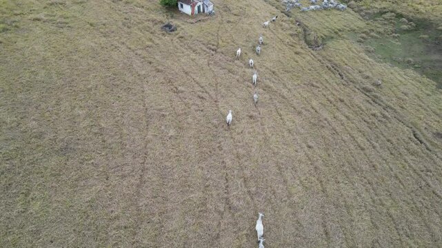 Fazenda Gado Paisagem Aiuruoca Minas Gerais Natureza Rural Pastagem Colinas Agricultura Pecu&aacute;ria Campo Estrada de Terra Serras Vaqueiro Horizonte C&eacute;u Azul Paisagem Buc&oacute;lica Vida Simples Charme R&uacute;stico