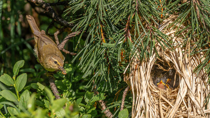 ZilpZalp (Phylloscopus collybita) mit Schnabel voll Insekten sitzt auf einem Ast vor seinem Nest, im Nest sieht man junge Vögel 