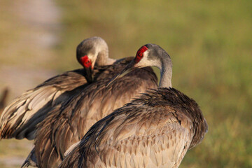 Mated pair of Sandhill Cranes pausing from the family walk to groom. Orlando Wetlands, Florida