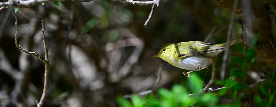 Waldlaubs&auml;nger // Wood warbler (Phylloscopus sibilatrix)
