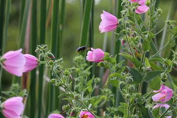 Kosteletzkya Pentacarpos, commonly called Saltmarsh Mellows, with a bee.