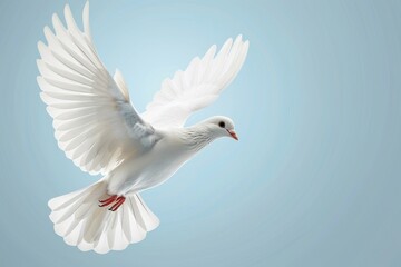 Fototapeta premium Flying white dove on a isolated blue background, peace and freedom symbol bird