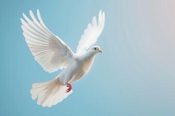 Flying white dove on a isolated blue background, peace and freedom symbol bird