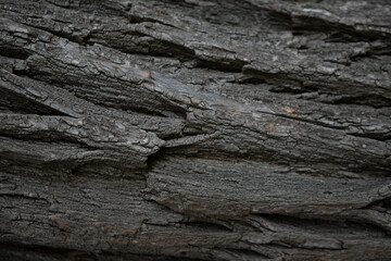 Dark texture of tree bark, wooden background