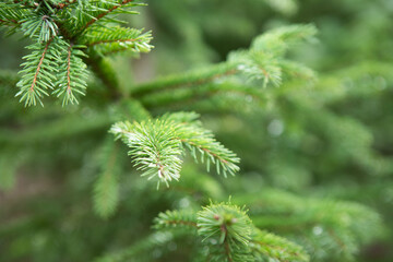 green spruce branch, beautiful photo