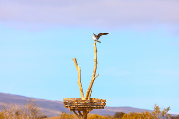 Naklejka premium Seagull is perched on a tree branch. Bird is looking down at the nest below