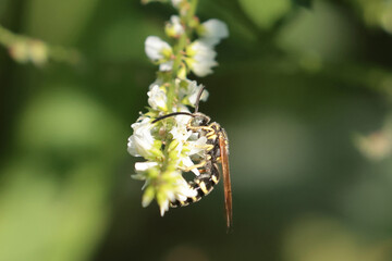 Small bee on yellow flower