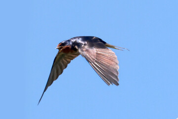 Barn Swallow parents feeding five fledgelings on hydro wire on beautiful summer afternoon