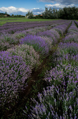 Naklejka premium Champ de lavande. Rangées de pieds de lavande bleue en Auvergne