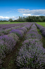 Champ de lavande. Rangées de pieds de lavande bleue en Auvergne
