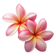 Fototapeta premium frangipani flower isolate on transparent background.