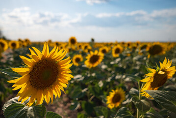 Obraz premium a large beautiful field of sunflowers against a blue sky with clouds