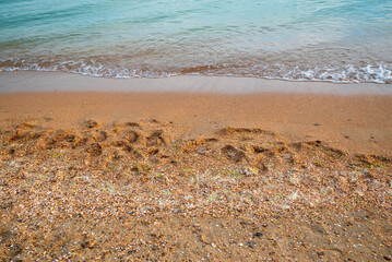 sandy beach with shells and turquoise sea