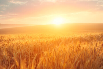 Fototapeta premium beautiful field of yellow wheat during sunset