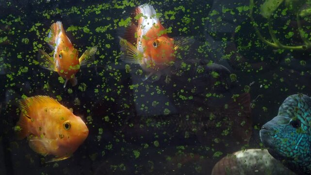 Keeping goldfish and cichlids in a glass tank.