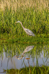 great blue heron