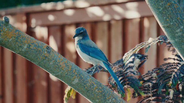 Blue scrub jay on a tree branch 