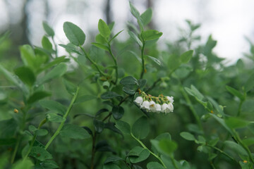 Obraz premium blurred natural background with small white swamp lingonberry flowers