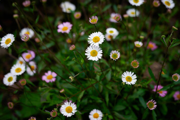 daisies in the grass
