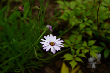 flower in the garden