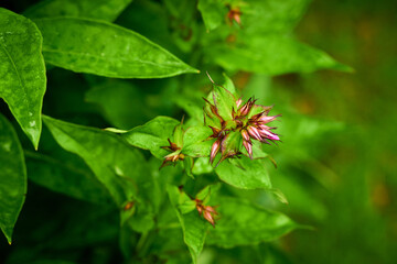 leaves on a branch