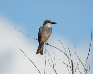 Gray Kingbird