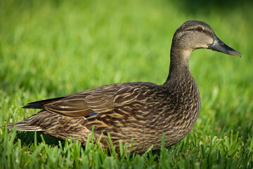 Female Mallard Duck