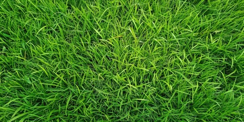  Lush Green Grass Field