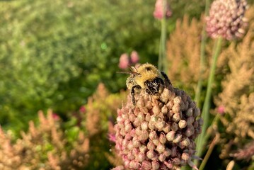 bee covered with pollen on flower