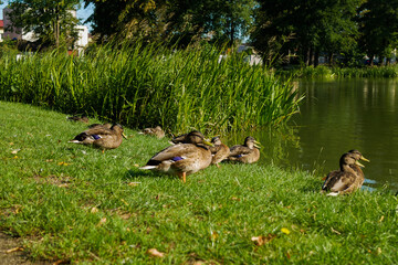 A family of wild ducks in brown color, basking in the clear summer sunny day on the green grass that grows on the shore of the city lake, which is located in the park.
