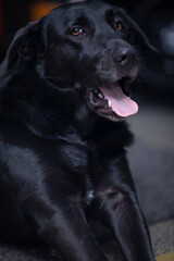 black pet dog at home