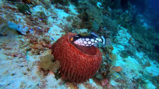 Raja Ampat, Indonesia: Underwater footage of a trigger fish during diving in Raja Ampat in Western Papua in Indonesia. 