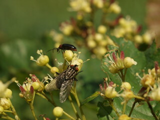 A fly sits on a flower in the company of some kind of beetle