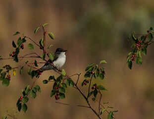 Flycatcher bird on branch with berries