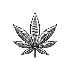 cannabis marijuana weed engraving hand drawn illustration isolated white background