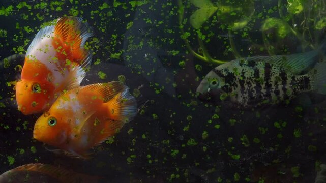 Keeping goldfish and cichlids in a glass tank.