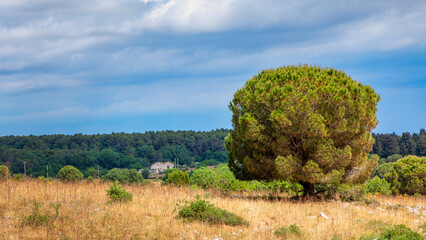 Fototapeta premium Mercadante Forest a beautiful forest in Puglia.
