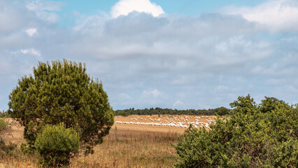 Obraz premium Mercadante Forest a beautiful forest in Puglia.