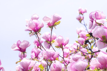 Pink magnolia flowers. Flower bud on a tree branch in the garden. Spring blooming nature