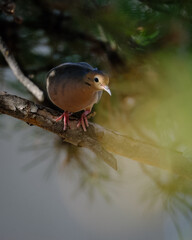 A dove sits in a pine tree and leans out into the sunlight