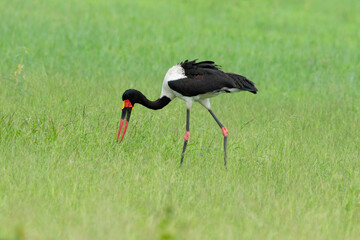 Jabiru d'Afrique.Ephippiorhynchus senegalensis, Saddle billed Stork, Afrique du Sud