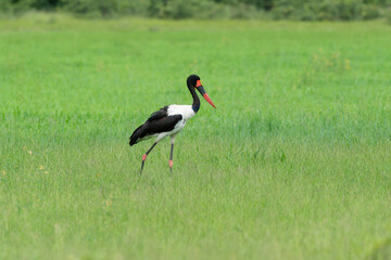 Jabiru d'Afrique.Ephippiorhynchus senegalensis, Saddle billed Stork, Afrique du Sud