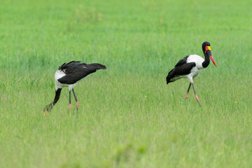 Jabiru d'Afrique.Ephippiorhynchus senegalensis, Saddle billed Stork, Afrique du Sud