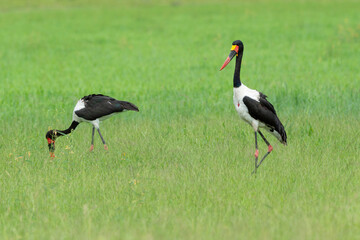 Jabiru d'Afrique.Ephippiorhynchus senegalensis, Saddle billed Stork, Afrique du Sud