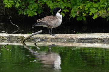 Bernache du Canada, nid, .Branta canadensis, Canada Goose