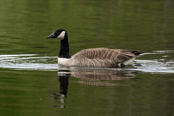 Bernache du Canada, nid, .Branta canadensis, Canada Goose