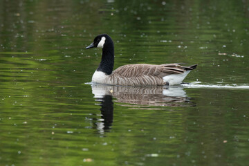 Bernache du Canada, nid, .Branta canadensis, Canada Goose
